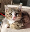 Alvin