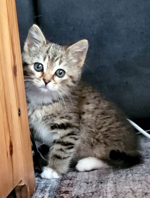 Simon