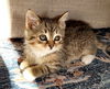 Simon