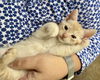 Mr Rowdy