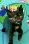 Lil Bear