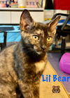 Lil Bear