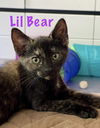 Lil Bear