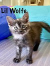 Lil Wolf