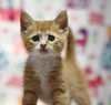 Ginger Boy