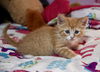 Ginger Boy