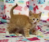 Ginger Boy