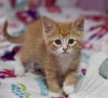 Ginger Boy