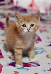 Ginger Boy