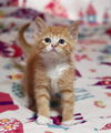Ginger Boy