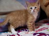 Ginger Boy