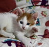 Sugar