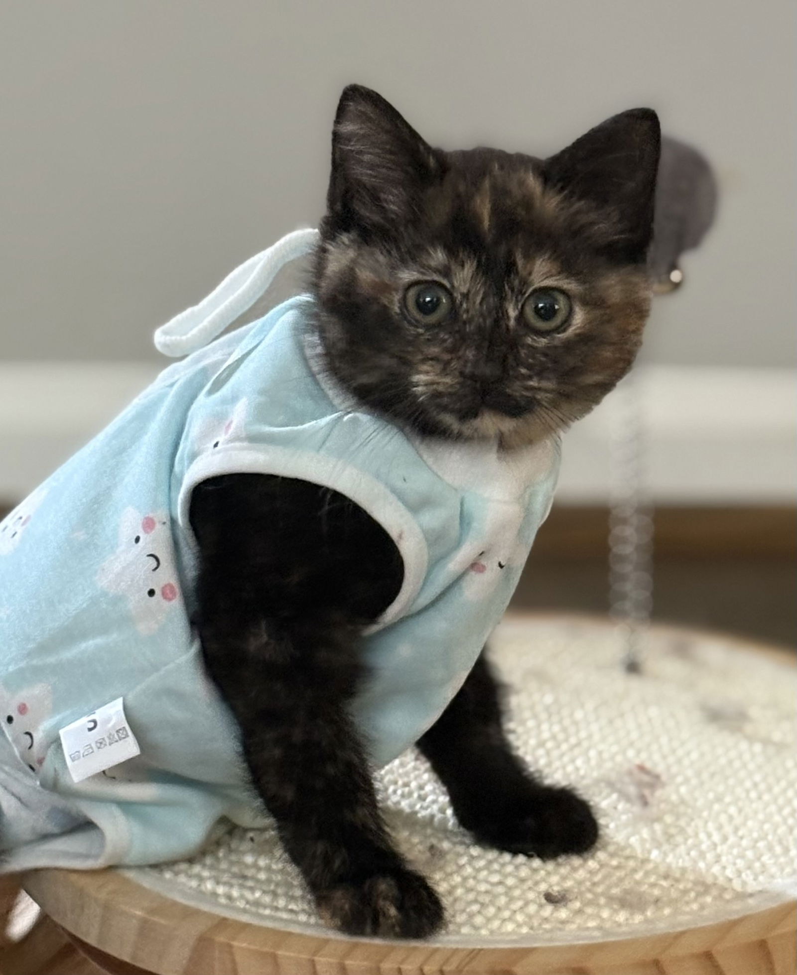 adoptable Cat in Centreville, VA named Vivian