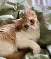 Apricot