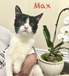 Max