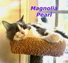 Magnolia Pearl