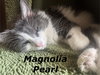 Magnolia Pearl