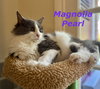 Magnolia Pearl