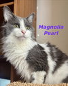 Magnolia Pearl