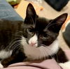 Sookie
