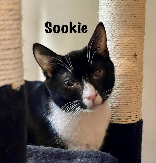 Sookie