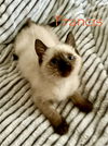 Francis