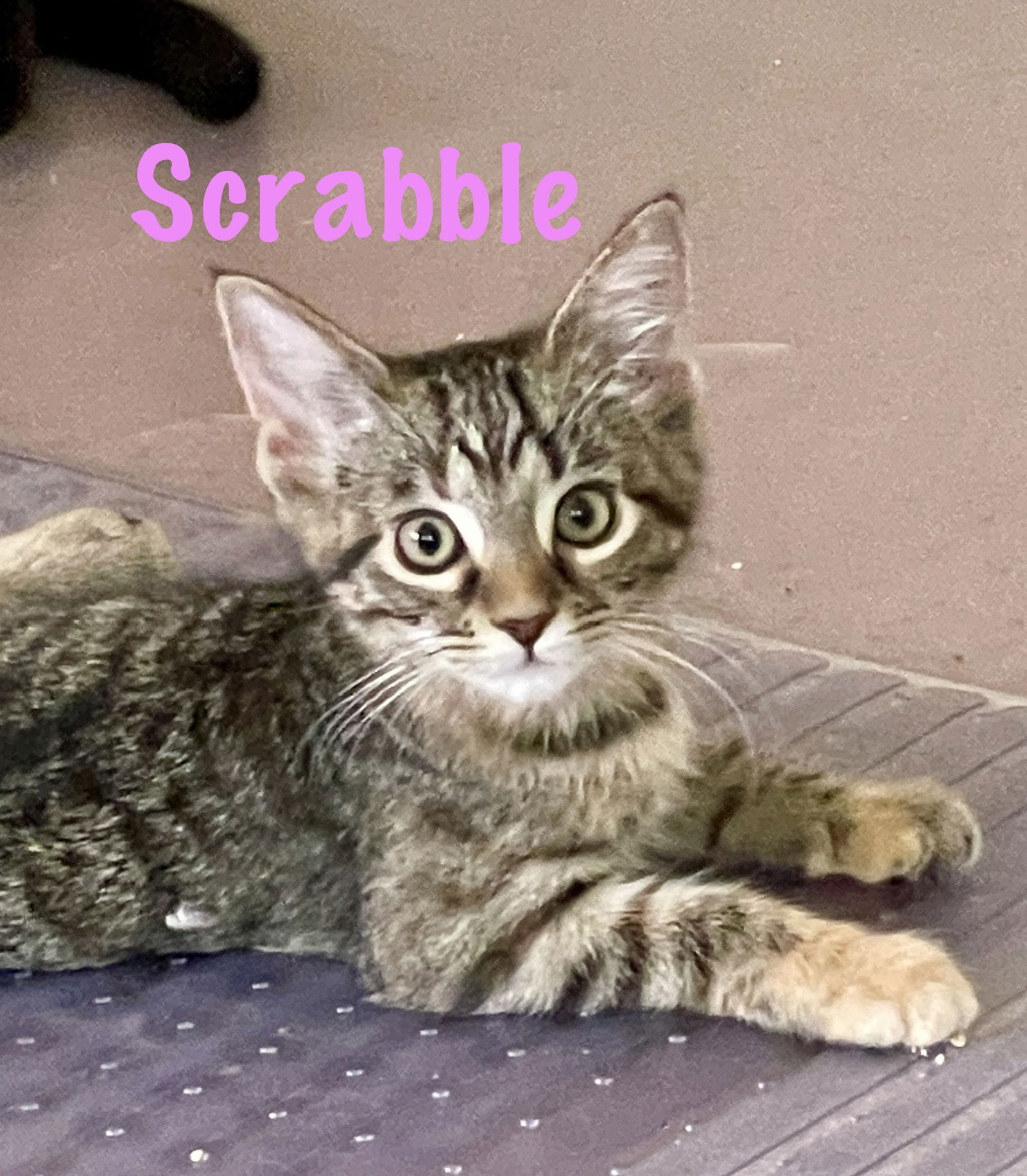 adoptable Cat in Centreville, VA named Scrabble