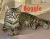 Boggle