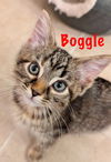 Boggle