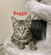 Boggle