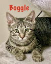 Boggle