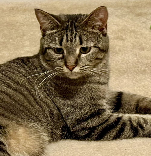 Gracie, Young Domestic Short Hair / Mixed (short coat), cat for adoption in Manassas, Virginia