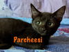 Parcheesi