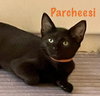 Parcheesi