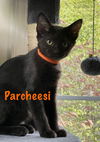 Parcheesi