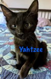 Yahtzee