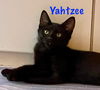 Yahtzee