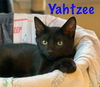 Yahtzee