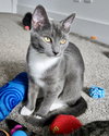 Lady Jodi of Whiskershire