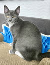 Lady Jodi of Whiskershire