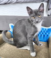 Lady Jodi of Whiskershire