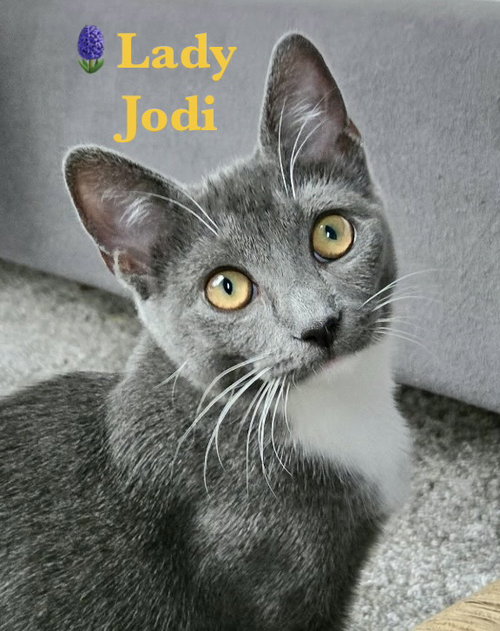 Lady Jodi of Whiskershire