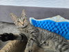 Lady Harper of Purrlington Manor