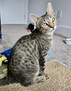 Lady Harper of Purrlington Manor