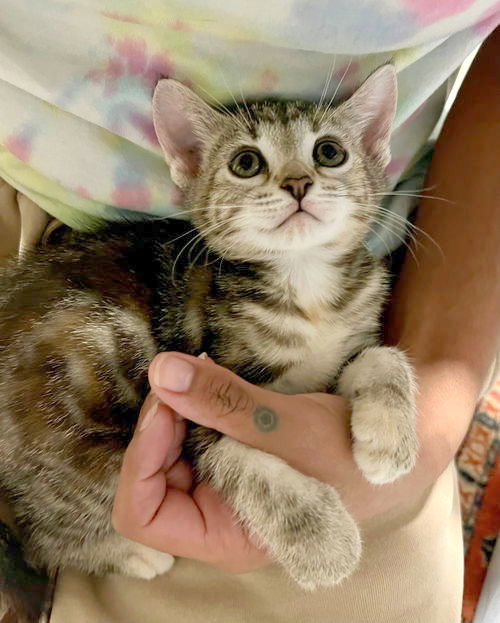 Tinka