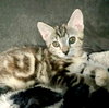 Tinka