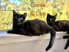 Chip - Bonded with Cocoa