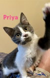 Priya Star
