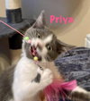 Priya Star