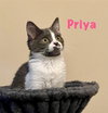 Priya Star